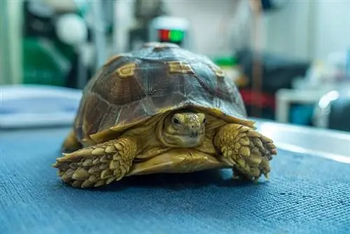 sulcata bruņurupucis veterinārajā klīnikā