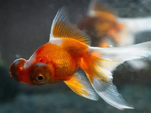 Telescope Eye Goldfish: кам көрүү, негизги маалымат, сүрөттөр & Дагы