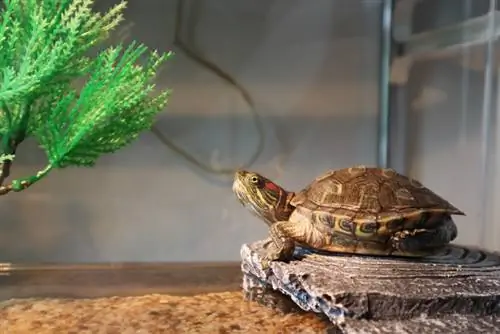 Går sköldpaddor i viloläge? Turtle Brumation förklaras