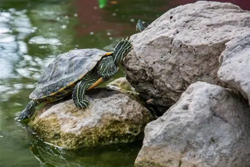 skildpadde i dammen