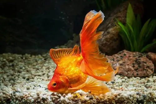 Veiltail Goldfish: istorie, fapte și multe altele (cu imagini)