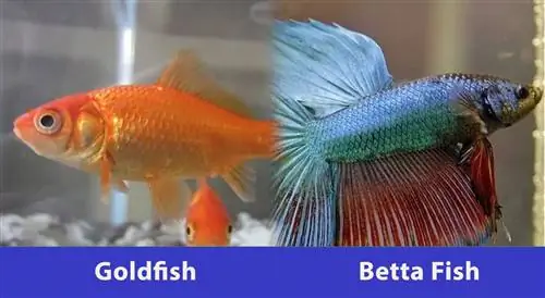 zlatá rybka vs ryba betta