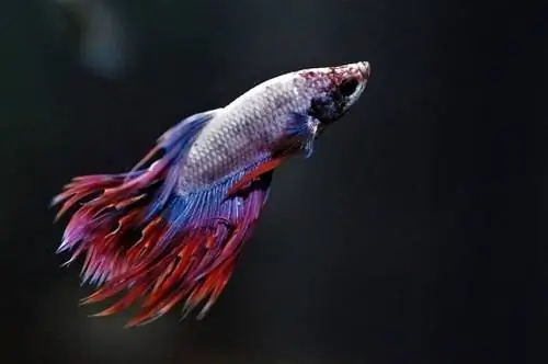 peixe Betta