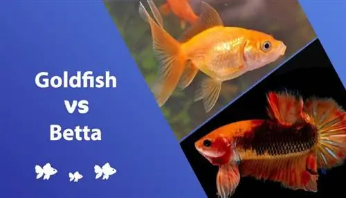 Poisson rouge contre poisson Betta : lequel choisir ? (Avec des photos)