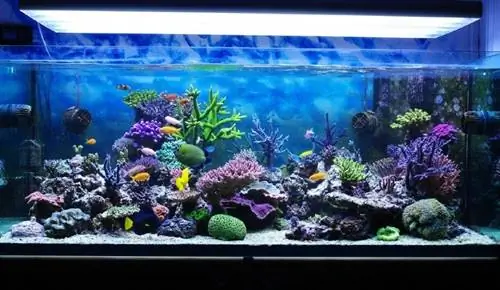 Een zoutwateraquariumtank