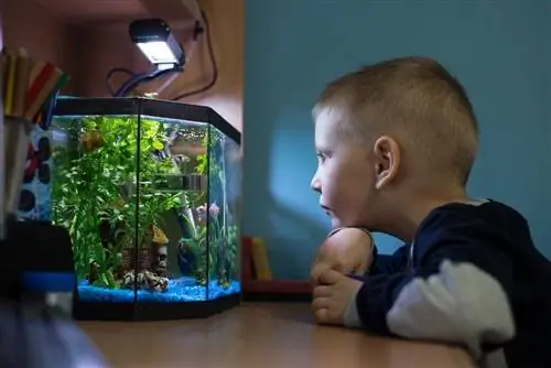 niño chico está viendo una pecera en su habitación