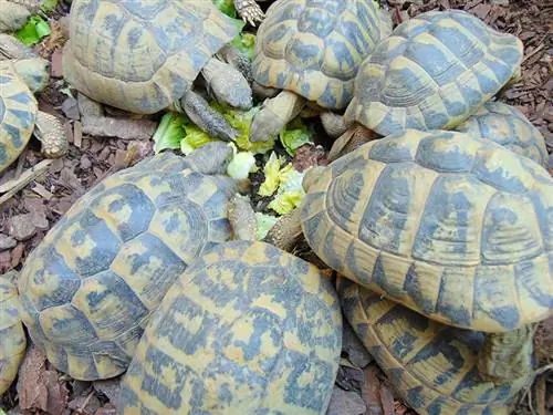 gruppo di tartarughe che mangiano lattuga