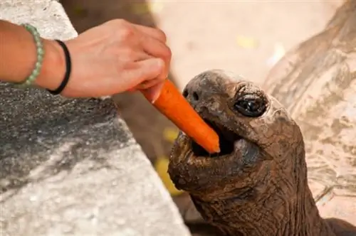 Le tartarughe possono mangiare le carote? Fatti nutrizionali esaminati dal veterinario & Domande frequenti