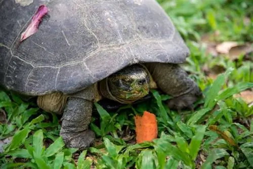 tortuga del templo de cabeza amarilla comiendo zanahorias