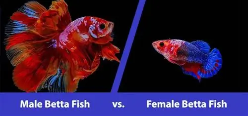 Manlike vs Vroulike Betta Fish: Wat is die verskil (met prente)