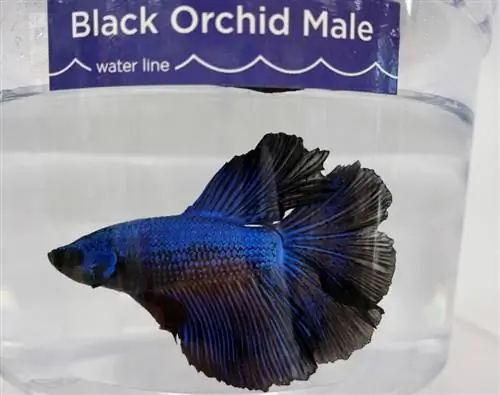 nyeusi orchid betta