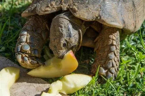 Schildpad die appelschijfjes op het gras eet