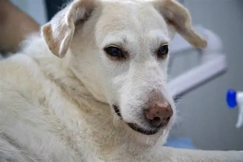 cão doente no veterinário