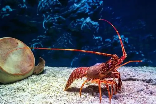 Que mangent les homards ? Tout ce que tu as besoin de savoir