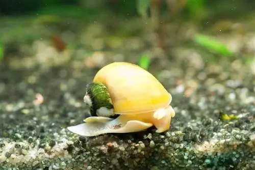 Comment savoir si un escargot d'aquarium est mort (ou juste en train de dormir)