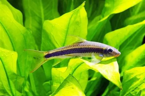 siamese algeneter in aquarium