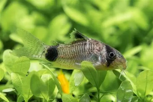 gấu trúc corydoras