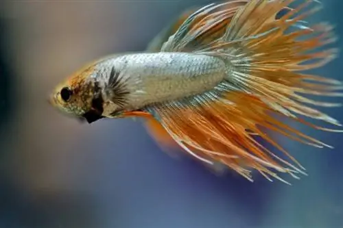 crowntail betta