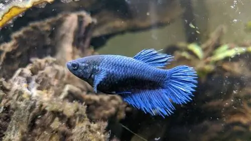 crowntail betta