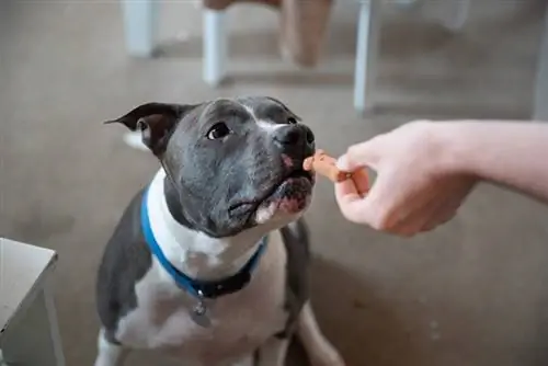 szczeniak pitbull dostaje smakołyk