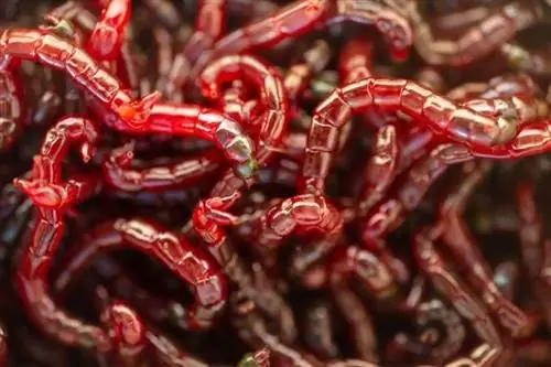 red bloodworms nyob rau hauv ib pawg