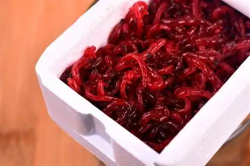 bloodworms sa isang cooler para sa pangingisda