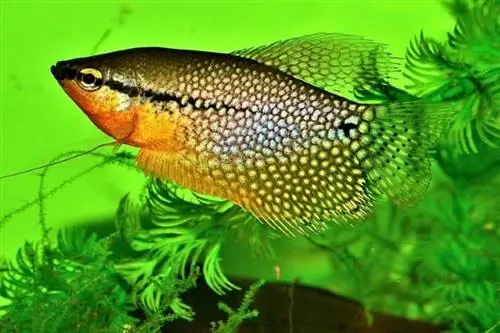 perłowe gourami w zbiorniku