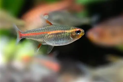 Tetra blasku