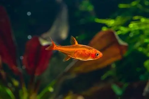 Ember-Tetra-or-Hyphessobrycon-amandae_nektofadeev_shutterstock