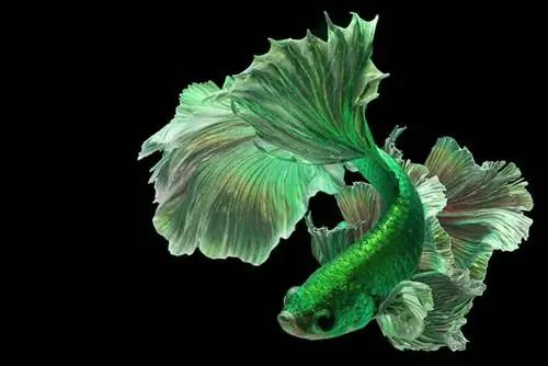 Green Betta Fish: Guia de cura, varietats, & Vida útil (amb imatges)