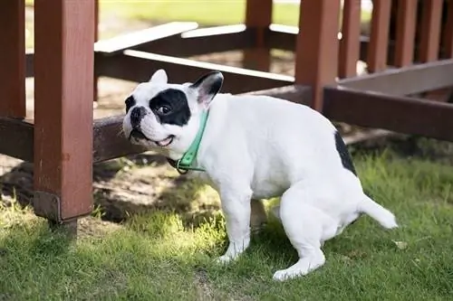 5 způsobů, jak se zbavit zápachu psího hovínka venku: Snadné & Efektivní metody