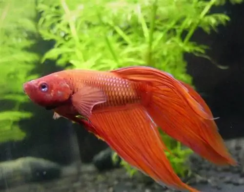 czerwona betta w akwarium