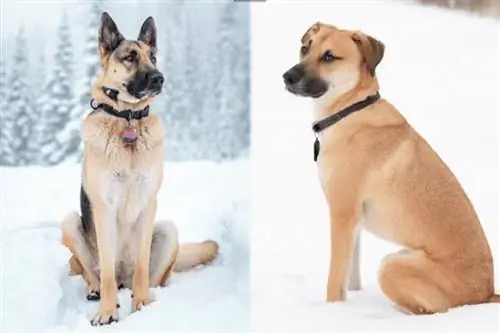 Немска овчарка Black Mouth Cur Mix: информация, снимки, характеристики & Факти