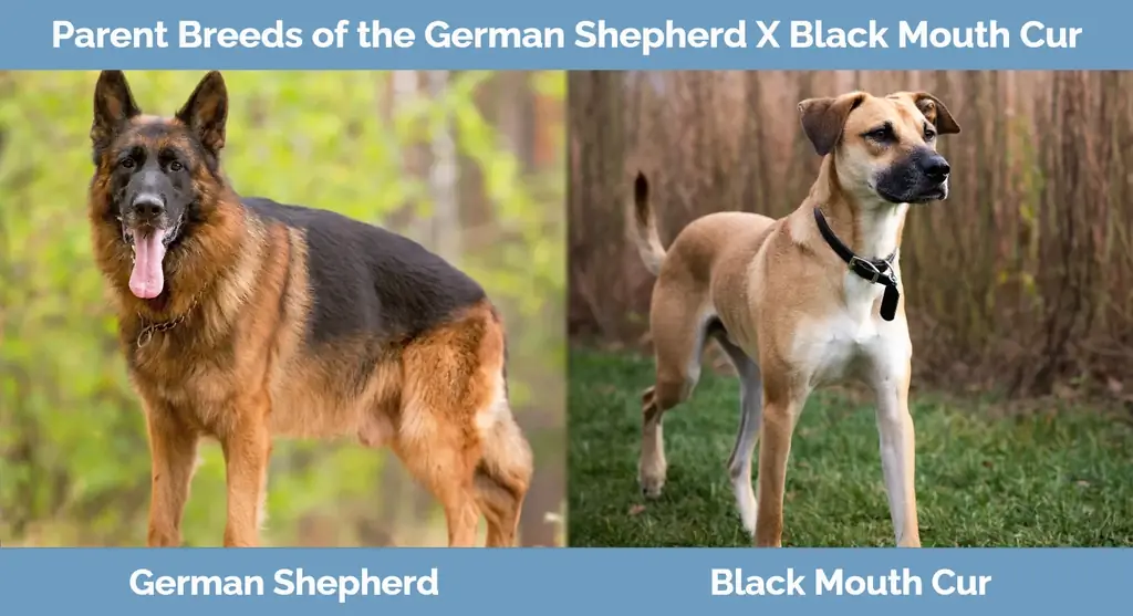 Mateřská plemena německého ovčáka X Black Mouth Cur