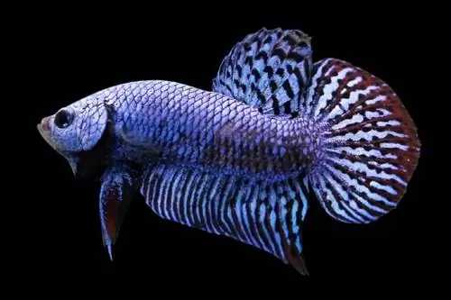 Alien Betta Fish: მოვლის გზამკვლევი, ჯიშები, & სიცოცხლის ხანგრძლივობა (სურათებით)