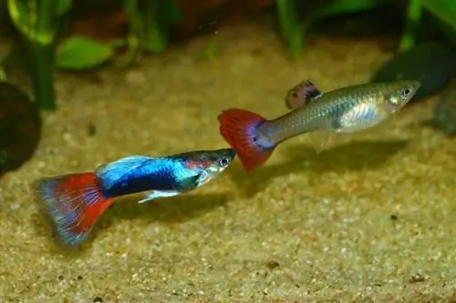 Guppy-Fische im Aquarium