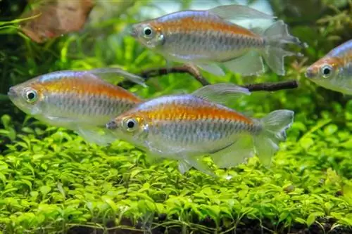 Kongo tetras in akwarium