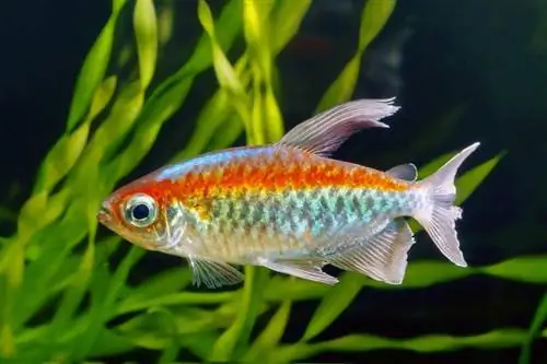 congo tetra v akvariju