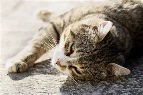 un gato sin hogar tirado al aire libre