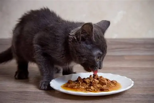 chaton gris mangeant de la nourriture humide sur une assiette blanche