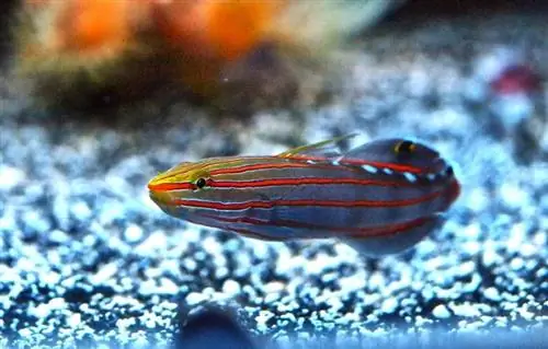 Nadworny błazen Goby