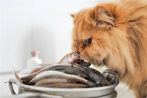 Chat mange du poisson