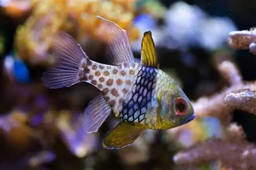 პიჟამა Cardinalfish