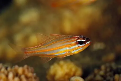 Cardinalfish yenye rangi ya machungwa