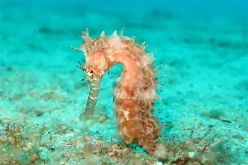 seahorse noj