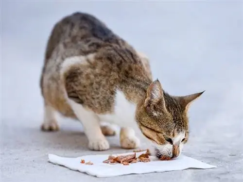 gato comendo frango