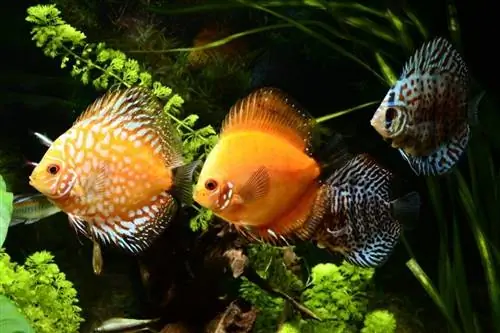 Discus fish sa aquarium