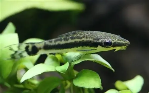 mustak otocinclus në akuarium të mbjellë