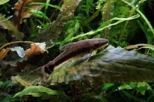 Maaari bang Mabuhay na Magkasama ang Otocinclus Catfish at Betta Fish?