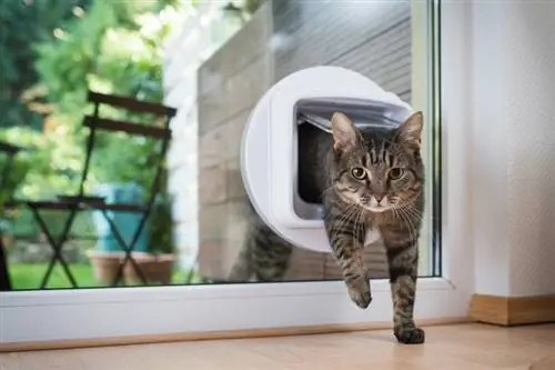 tabby katt går in genom glas kattdörr